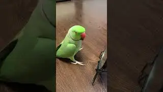 Говорящий ожереловый попугай Ричи 