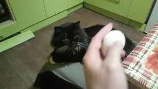 Кот Гитлер любит яйца