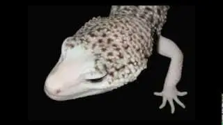 The GALAXY - new leopard gecko morph - by Ron Tremper