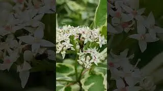 Муравьи 🐜 #насекомые 😱 / Ants 🐜 #insects 😱