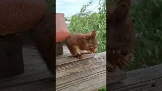 Звуки белки🌱звук волнения🌱тревоги
