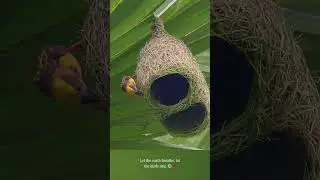 The Master Weavers of the Wild 🌾🐦 🏡🕊️ 