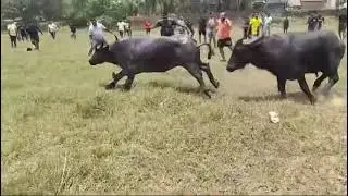 Bullfights Goa || Traditional Dhirio Sport ||