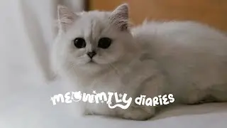Meowmily Diaries | Yuki's Morning