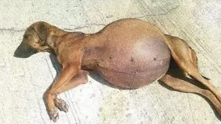 بعد ولادة هذا الكلب اكتشف الطبيب أنها لم تلد كلاب صغيرة !
