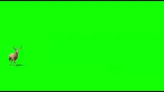 Deer (animals )Green Screen Video - Effects Market App