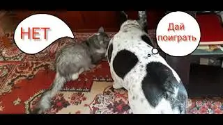 Мышь с сигнализацией.