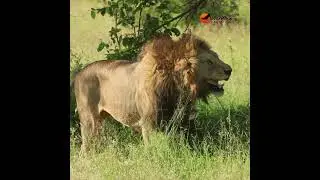 A glimpse into the bond between king and queen. #lion #wildlife #africansafari #lionsofafrica