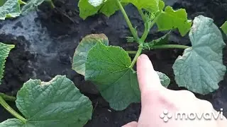 Первое занятие в автошколе//Наша 🏡Вечерний огород//Что купила в Фикс Прайсе...