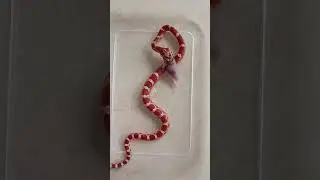 Corn Snake Halloween Treat.