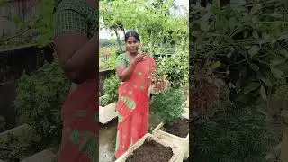 వేరుశనగ హార్వెస్ట్ #shorts #terracegardening #youtubeshorts #shortsvideo