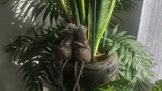 Исполнилась мечта--- купила большой флорариум!!!