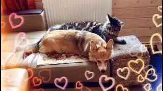 КОТ И СОБАКА ОТДЫХАЮТ ВМЕСТЕ