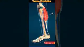 venous circulation (DVT) 3d  animation | #shorts #viral #medical #nursingking