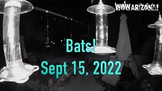 Bats Visit Hummingbird Feeders!