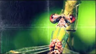 STRONG PREDATOR on AIR & WATER