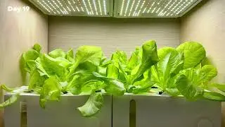 Verda Garden Modular 28 days Lettuce Timelapse