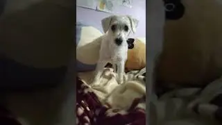 Buttercup Being Silly