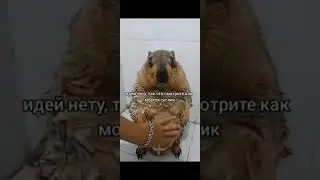нет идей смотри как суслик моется #рек #memes #edisonpts #дипинс #2000 #pug #мем #актив