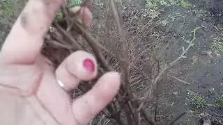 ОБРЕЗКА СПИРЕИ☘РЕЗУЛЬТАТ УКОРЕНЕНИЯ🌱УКОРЕНЕНИЕ ЧЕРЕНКОВ🍀☘🌿