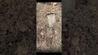 Пионер из 3 рейха потерял знак!  #Shorts  #metaldetecting #history #ww2