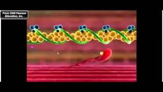 Muscle Physiology: Troponin, Tropomyosin, and Myosin Cross-Bridge Cycle