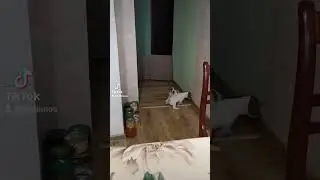 Исчезновение и появление Бетти