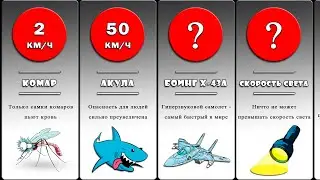 Сравнение: Скорость во вселенной. Кто самый быстрый в мире?