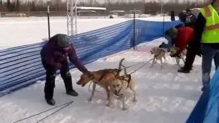 8 dog Sled Sprint Race  Alaska