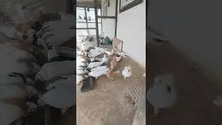 Ижевские голуби. 01.10.2023
