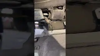 Жесть на сто! Воробей!
