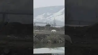 Ёбнутый белый медведь