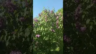 сиреневый сад #весна