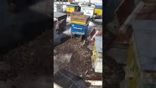 2 апреля. Пасека.