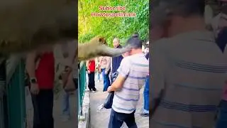 🤣😭 I Can’t Stop Watching This Monkey! | Funniest Voice-Over by HowToSpellMark 🐒