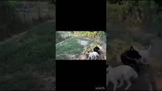 Друзья на прогулке!