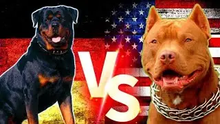 مواجهة مرعبة😱كلب الروت وايلر ضد كلب البيتبول..Pitbull VS Rottweiler - Rottweiler VS Pitbull