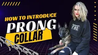 How to use a prong collar