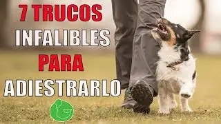7 DOG TRAINING TRICKS to TRAIN and TEACH your DOG or PUPPY in OBEDIENCE