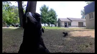 Crow Knows it's on camera
