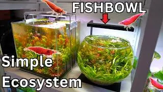 Creating a Tiny Ecosystem in a $12 Fishbowl (Selling It for $$$)