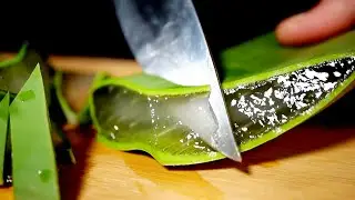 ASMR Cutting Aloe Vera