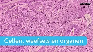 Cellen, weefsels en organen | Creatief met Biologie