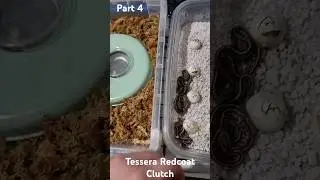 Redcoat Tessera Clutch hatching Part 4 Baby Cornsnake Eggs #Reptiles