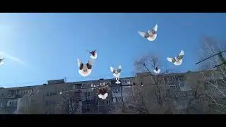 Володя Рагузин      25 марта 2022 г. Голуби Самара часть 1
