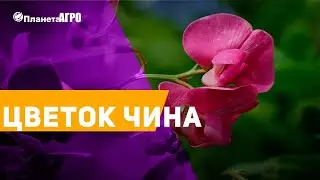 🦋 Семена цветов Чина ✔️ Латирус 🌿 Планета Агро
