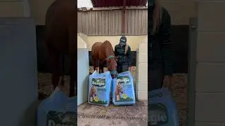 Taste test time with the horses, trying out new Dengie Meadow Lite with Herbs 🌾