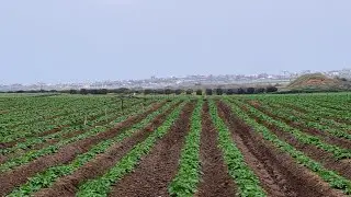 על שיקום החקלאות בחבל תקומה וקידום חזון חקלאות המחר. עם קבוצת שטראוס