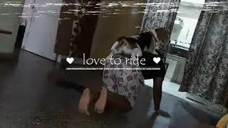 Majik the beagle| beagle, beagle puppy, beagle biting, Beagle care Funny dog videos,  cute beagle