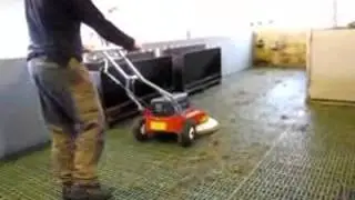 test feiing i sauefjøs Westermann